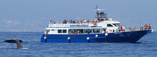Avvistamento Cetacei Mar Ligure